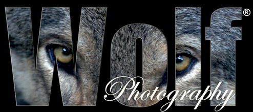 Wolf Photography Web Logo